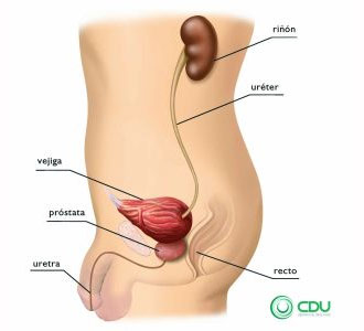 Neuro urología