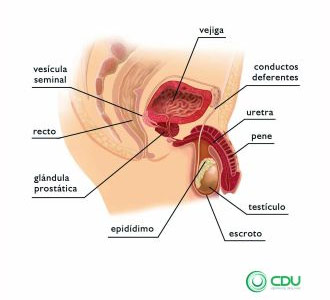 patologia pediatrica